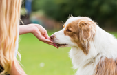 犬のおやつ