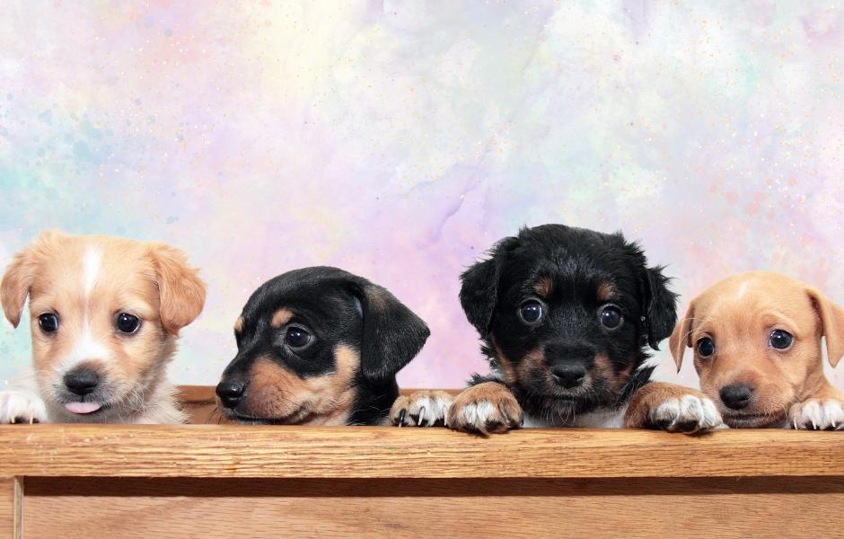 長生きするミックス(Mix)犬を知りたい?サイズごとの人気ランキングベスト5と寿命の目安を紹介します。